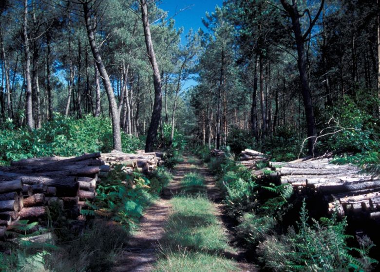 Randonnée “Entre forêt et bocage”