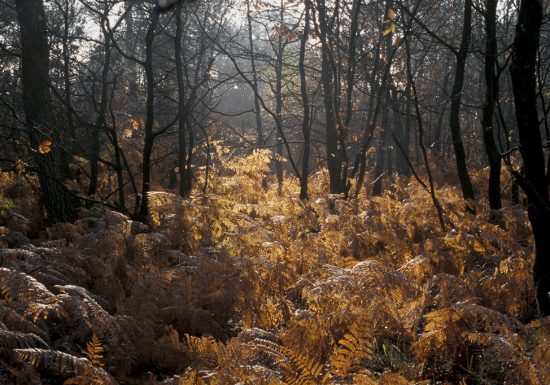 Randonnée “Entre forêt et bocage”