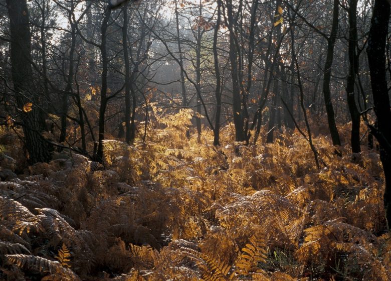 Randonnée “Entre forêt et bocage”