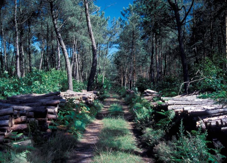 RANDONNÉE DE LA FORÊT À LA LANDE