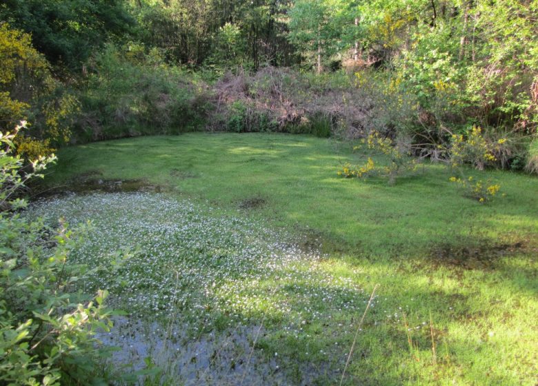 RANDONNÉE DE LA FORÊT À LA LANDE