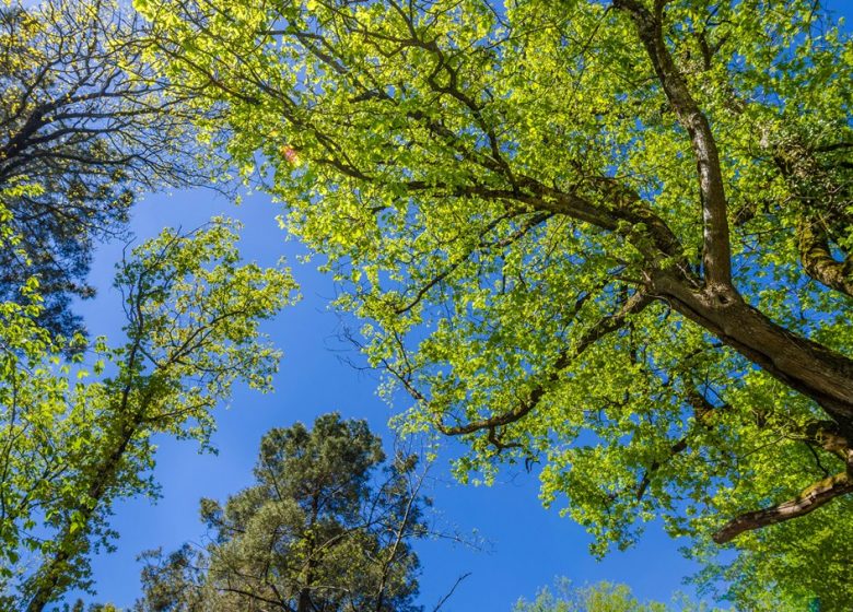 RANDONNÉE DE LA FORÊT À LA LANDE