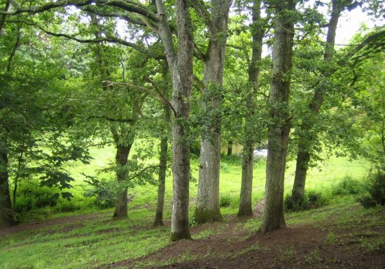 Randonnée “Le bois de la Boulaie”