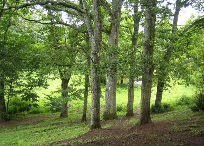 Randonnée “Le bois de la Boulaie”