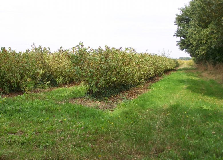 RANDONNÉE LES HAUTS DU DORÉ