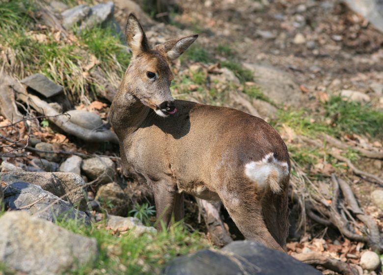 Randonnée “Les biches”