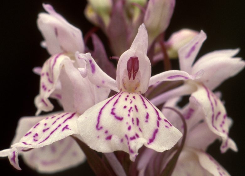 Randonnée “Les biches”