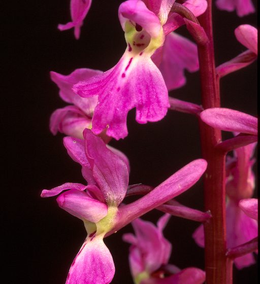 Randonnée “Les biches”