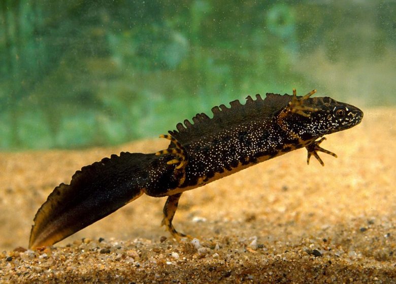 Randonnée “Les biches”