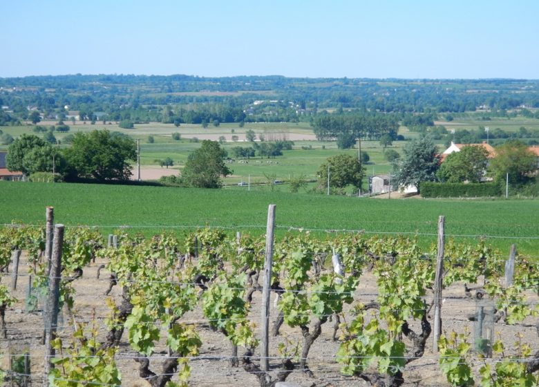 Randonnée “Des moulins à la vigne”