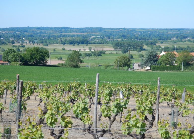 DES MOULINS À LA VIGNE