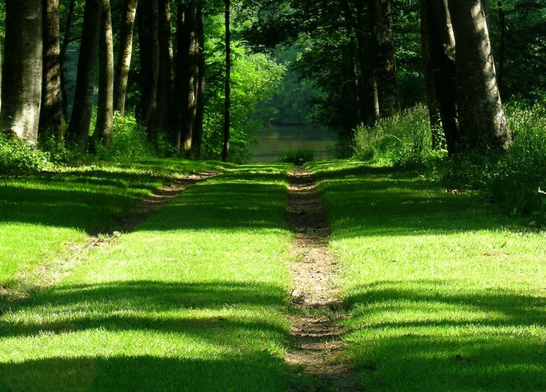 Bain de forêt et de sons au Parc du Martreil