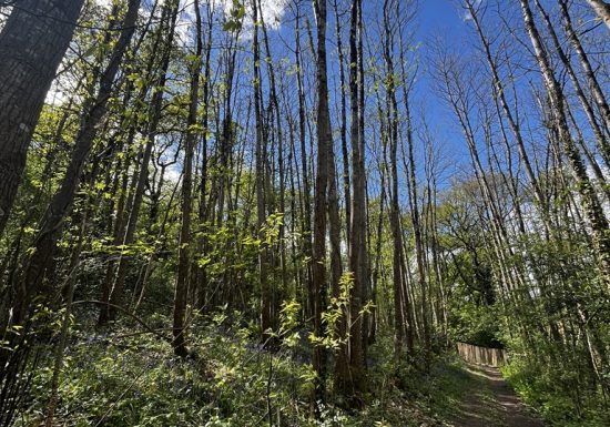 Balade “Sentier de la Garenne”