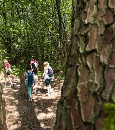 Randonnée “Entre forêt et bocage”