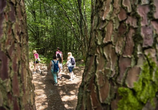Randonnée “Entre forêt et bocage”