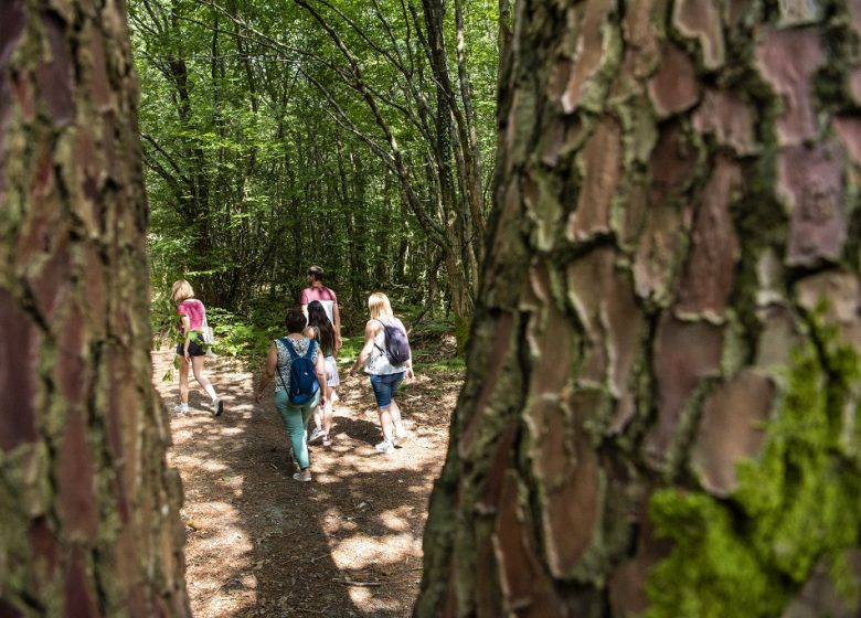 Randonnée “Entre forêt et bocage”