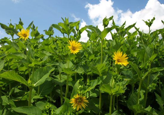 Labyrinthe au Camping La Guyonnière