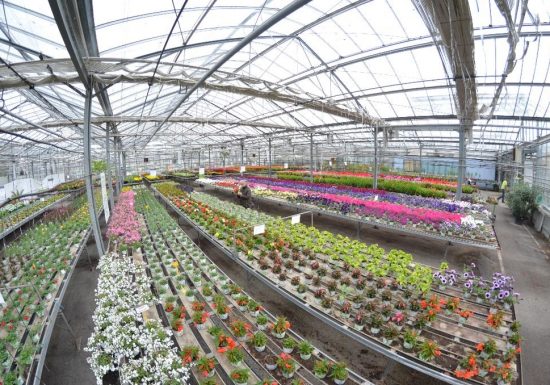 Pépinière Tijou-Cailleau