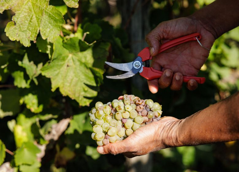 Vignoble Musset-Roullier