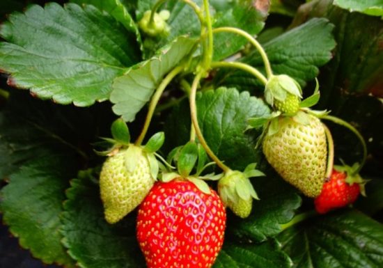 Les Vergers de La Chenillère