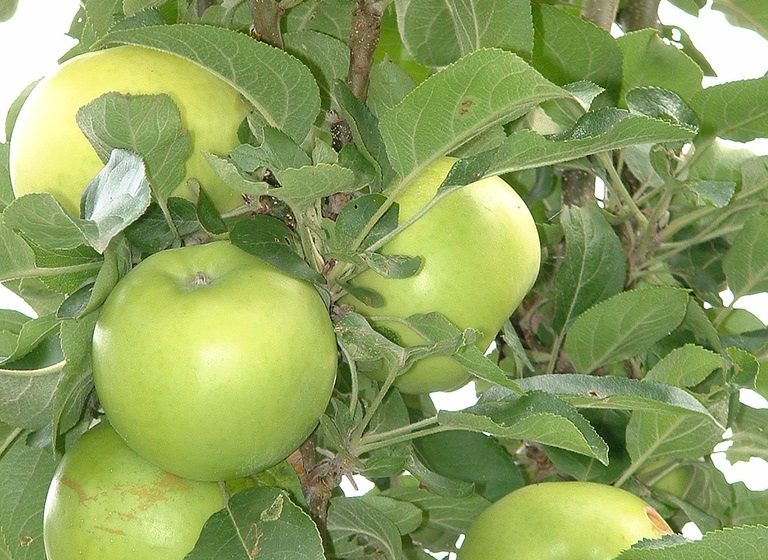 Les Vergers de La Septière