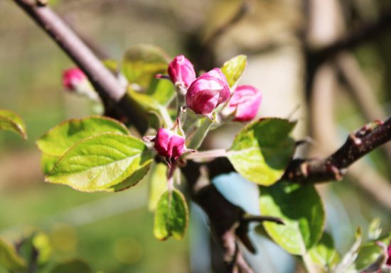 Les Vergers de La Chenillère