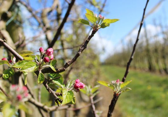 Les Vergers de La Chenillère