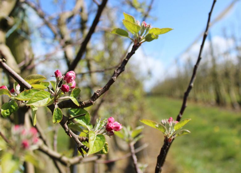 Les Vergers de La Chenillère