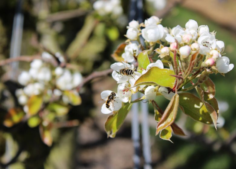 Les Vergers de La Chenillère