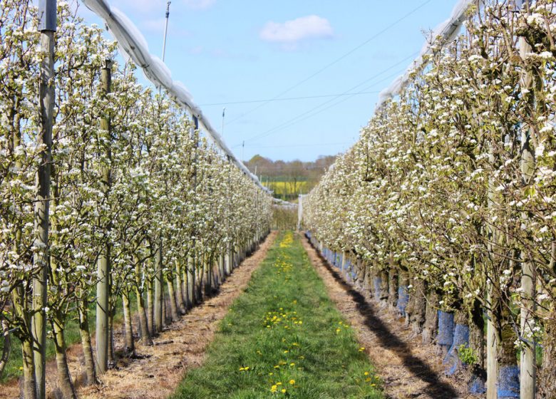 Les Vergers de La Chenillère