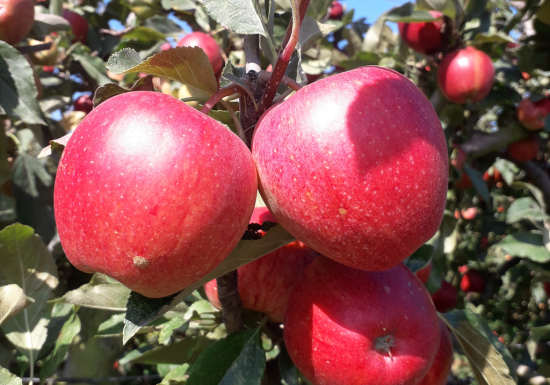 Les Vergers du Pontonnet