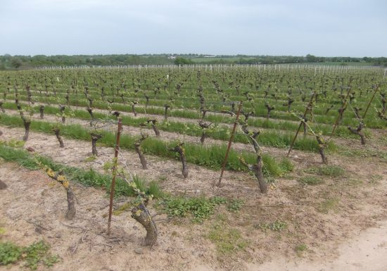 Vignoble de la Patelière