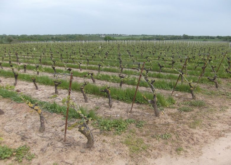 VIGNOBLE DE LA PATELIÈRE