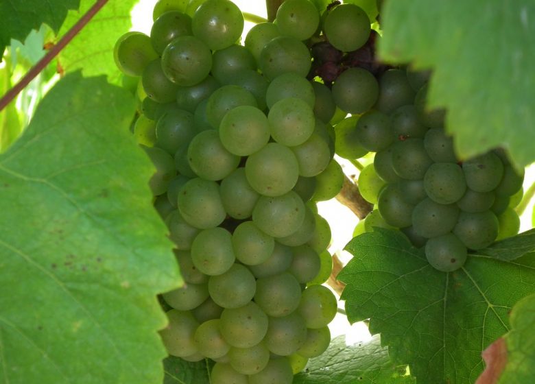 Domaine du Quarteron