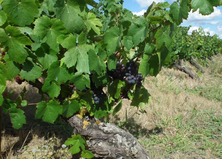 Domaine du Quarteron