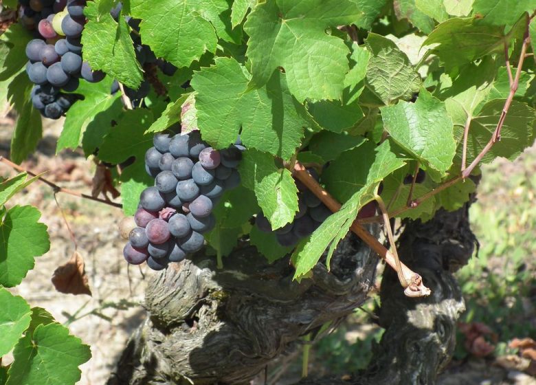 Domaine du Quarteron