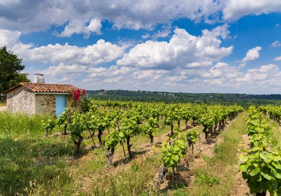 Balade et pique-nique dans les vignes au Domaine des Galloires