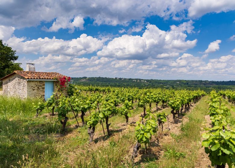 Balade et pique-nique dans les vignes au Domaine des Galloires