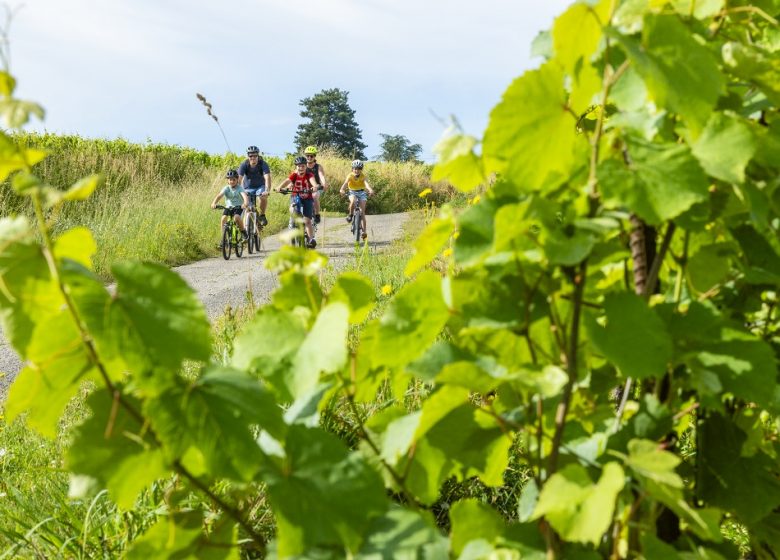 La Loire à Vélo, de Champotceaux à Liré “Entre boire et histoire”