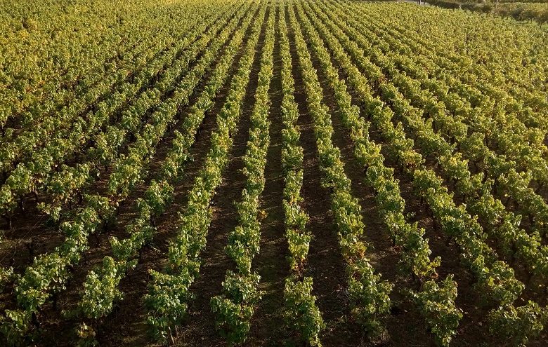 Vignoble Naulin