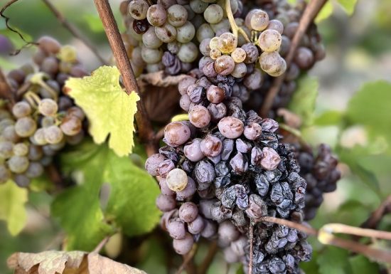 Vignoble de la Bâte