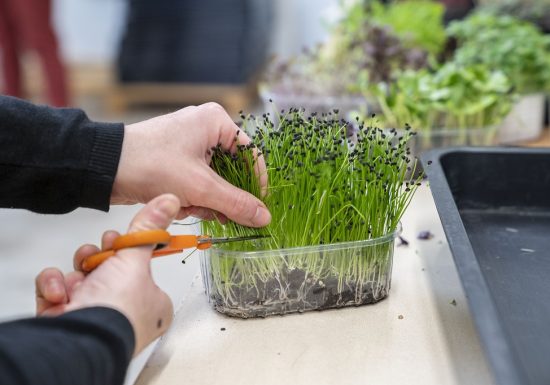 Ferme Micropousse “Il était une graine”