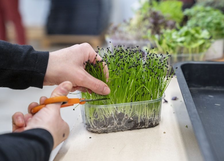 FERME MICROPOUSSE IL ÉTAIT UNE GRAINE