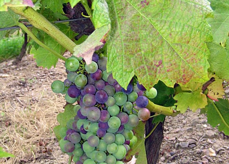 Domaine de la Gironnière